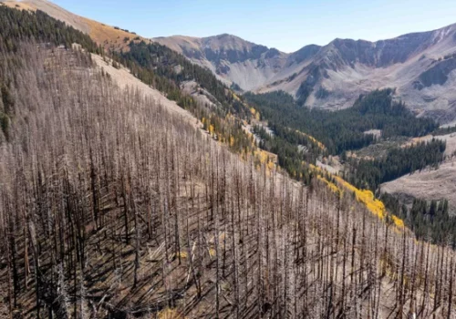 Forests Are Losing Their Ability to Hold Carbon